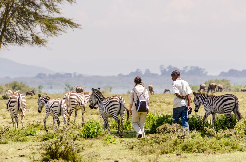 欧洲大学学生组成的团队将前往肯尼亚研究非洲大型哺乳动物