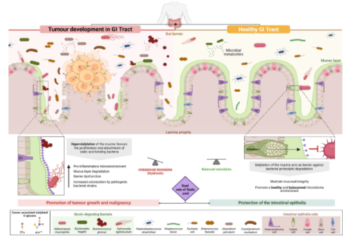 欧洲大学研究肠道菌群对人体身心健康的影响机制