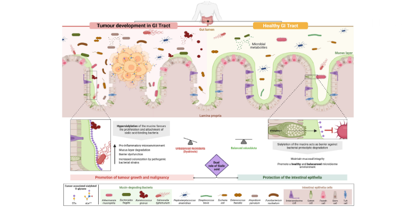 欧洲大学研究肠道菌群对人体身心健康的影响机制